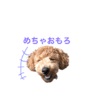 トイプーもこ☆関西弁もあるよ（個別スタンプ：17）