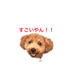 トイプーもこ☆関西弁もあるよ（個別スタンプ：19）