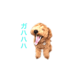 トイプーもこ☆関西弁もあるよ（個別スタンプ：20）