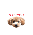 トイプーもこ☆関西弁もあるよ（個別スタンプ：22）