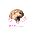 トイプーもこ☆関西弁もあるよ（個別スタンプ：24）