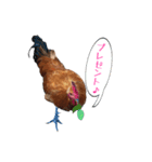 鶏が愛を表現（個別スタンプ：1）