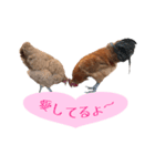 鶏が愛を表現（個別スタンプ：2）