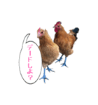鶏が愛を表現（個別スタンプ：3）