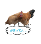 鶏が愛を表現（個別スタンプ：4）