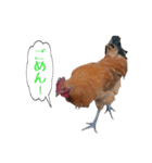 鶏が愛を表現（個別スタンプ：5）