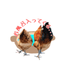 鶏が愛を表現（個別スタンプ：6）