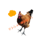 鶏が愛を表現（個別スタンプ：7）