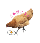 鶏が愛を表現（個別スタンプ：8）