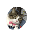 猫ニャン！（個別スタンプ：1）