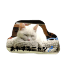 猫ニャン！（個別スタンプ：2）