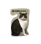 猫ニャン！（個別スタンプ：4）