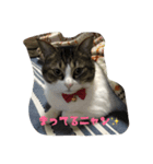 猫ニャン！（個別スタンプ：5）