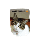 猫ニャン！（個別スタンプ：6）