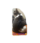 猫ニャン！（個別スタンプ：7）