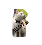 猫ニャン！（個別スタンプ：8）
