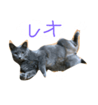 はなもレオも、もう疲れたー。（個別スタンプ：4）