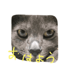 はなもレオも、もう疲れたー。（個別スタンプ：5）