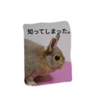 見ました（個別スタンプ：1）