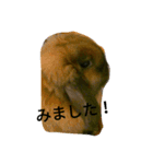 見ました（個別スタンプ：3）