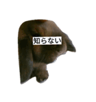 見ました（個別スタンプ：6）