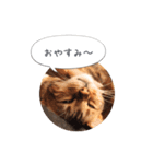 dotarrow bengal part2（個別スタンプ：1）