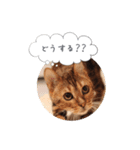 dotarrow bengal part2（個別スタンプ：2）