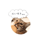 dotarrow bengal part2（個別スタンプ：3）