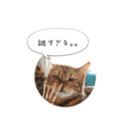 dotarrow bengal part2（個別スタンプ：4）