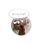 dotarrow bengal part2（個別スタンプ：6）