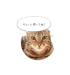 dotarrow bengal part2（個別スタンプ：7）