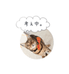dotarrow bengal part2（個別スタンプ：8）