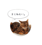 dotarrow bengal part2（個別スタンプ：9）