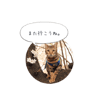 dotarrow bengal part2（個別スタンプ：10）