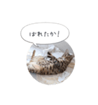dotarrow bengal part2（個別スタンプ：11）