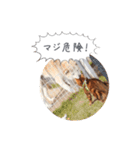 dotarrow bengal part2（個別スタンプ：13）