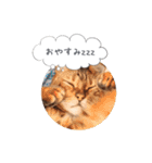 dotarrow bengal part2（個別スタンプ：14）