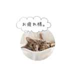dotarrow bengal part2（個別スタンプ：15）