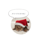 dotarrow bengal part2（個別スタンプ：16）