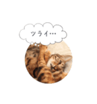 dotarrow bengal part2（個別スタンプ：18）