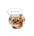 dotarrow bengal part2（個別スタンプ：19）