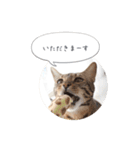 dotarrow bengal part2（個別スタンプ：20）