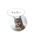 dotarrow bengal part2（個別スタンプ：21）