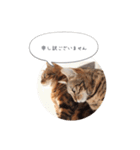 dotarrow bengal part2（個別スタンプ：24）