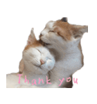茶白猫と三毛猫の写真スタンプ3英語版（個別スタンプ：1）