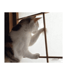 茶白猫と三毛猫の写真スタンプ3英語版（個別スタンプ：10）