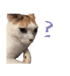 茶白猫と三毛猫の写真スタンプ3英語版（個別スタンプ：11）