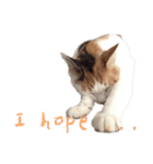 茶白猫と三毛猫の写真スタンプ3英語版（個別スタンプ：14）