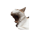 茶白猫と三毛猫の写真スタンプ3英語版（個別スタンプ：16）