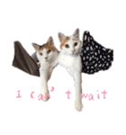 茶白猫と三毛猫の写真スタンプ3英語版（個別スタンプ：17）
